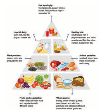 Healthy food pyramid based on quantity of consumption