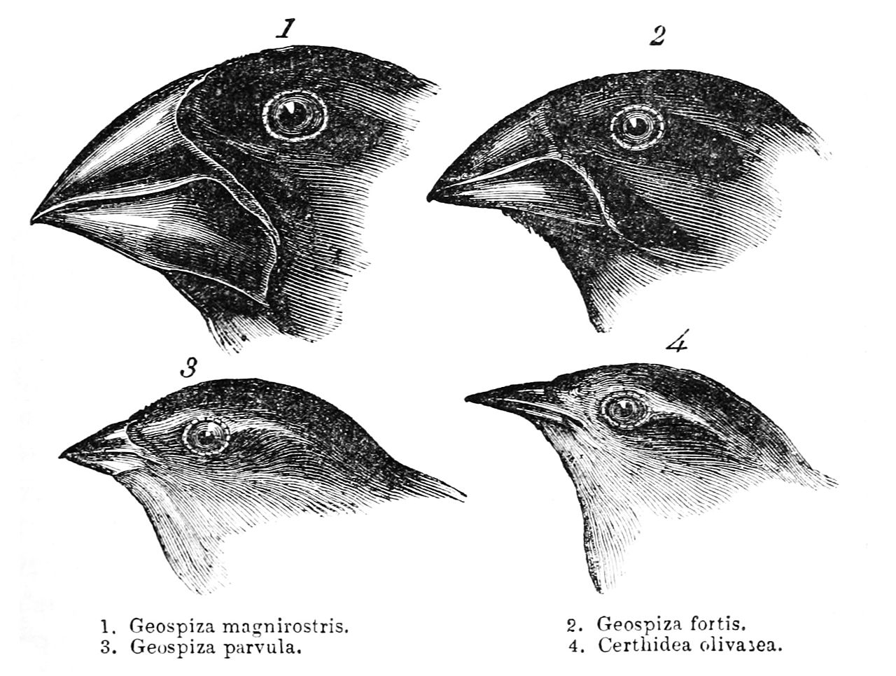 Classification of living organisms Tnpsc