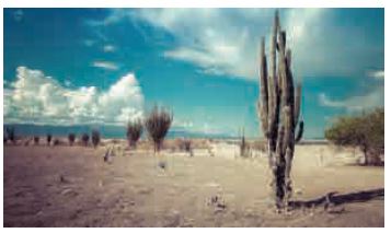 Environment and Ecology - Desert Biomes 