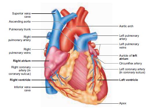 Human heart and blood circulatory system 