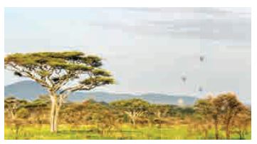 Environment and Ecology - Tropical savanna grassland biomes