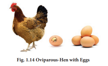 Oviparous