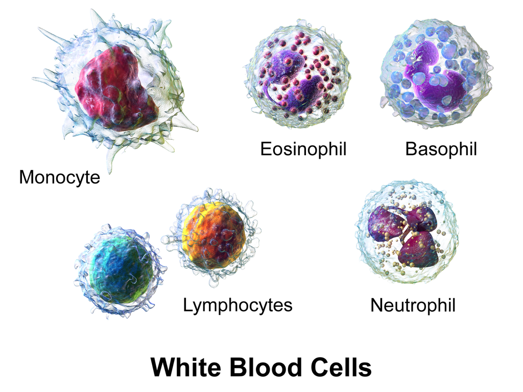 Blood and blood circulation Tnpsc - Types of white blood cells: neutrophils, lymphocytes, monocytes, eosinophils, basophils