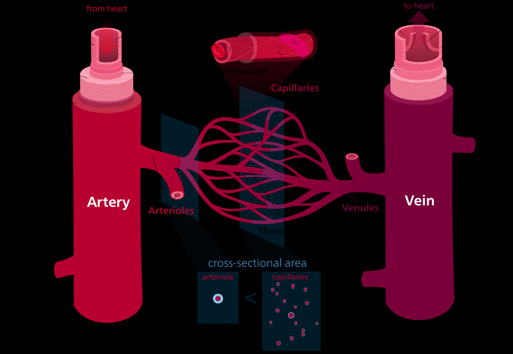 Structure of blood vessel