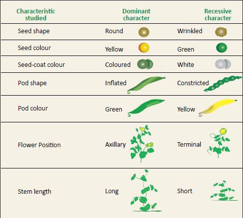 mendel characteristics of pea