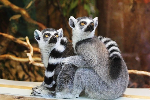 geography optional - lemur present three continents separate by oceans