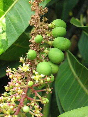 Blossom showers in India UPSC