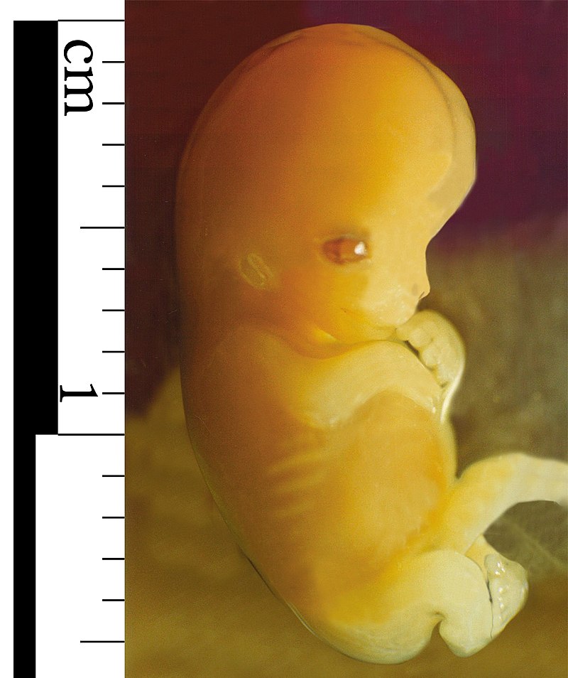 human fetal development stages 