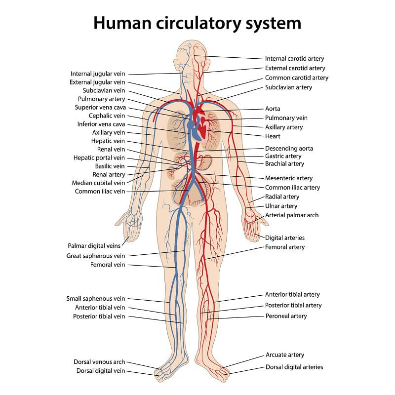 blood circulation system