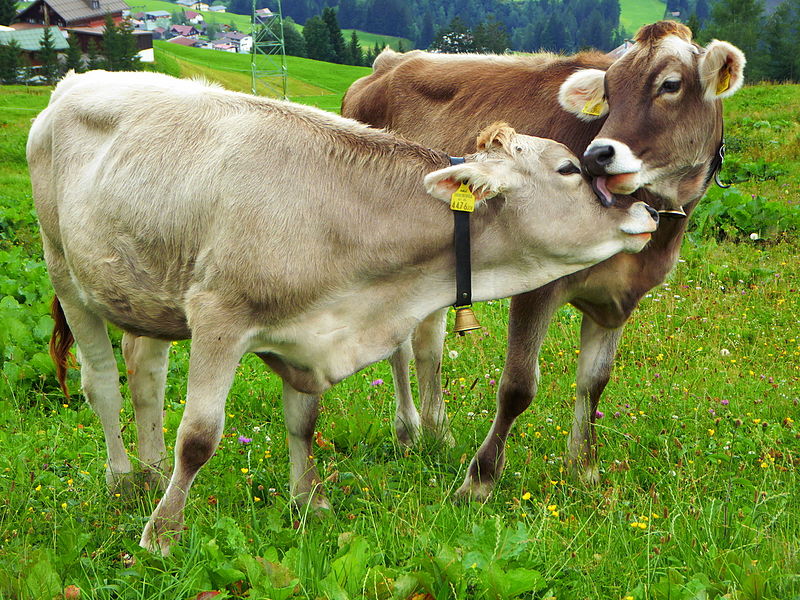 Pastoral food chain