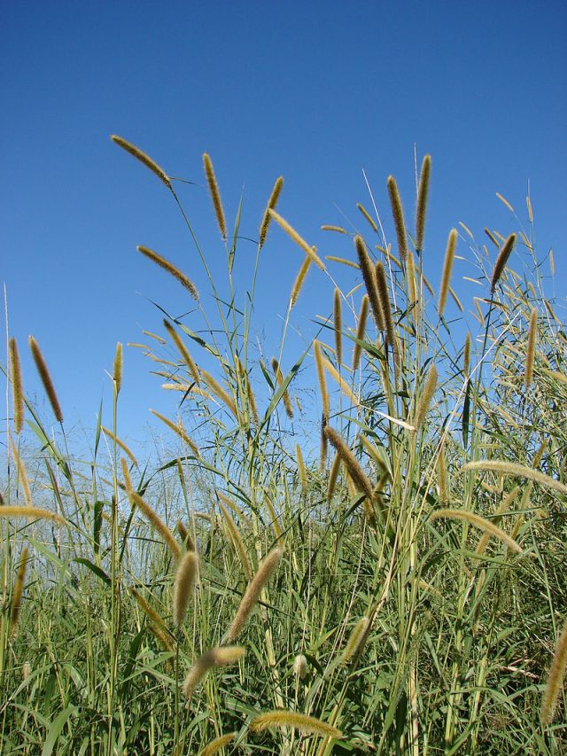 Elephant grass adaptations in the savanna - Andedge