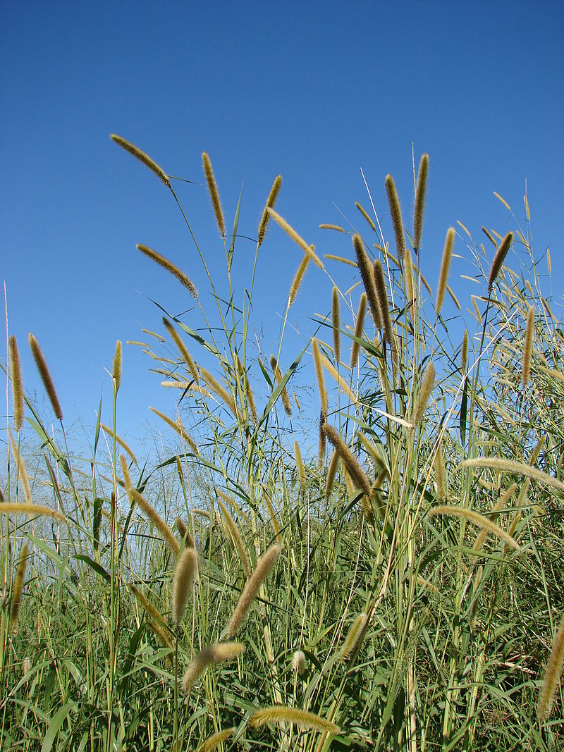 Elephant grass adaptations in the Savanna | Andedge