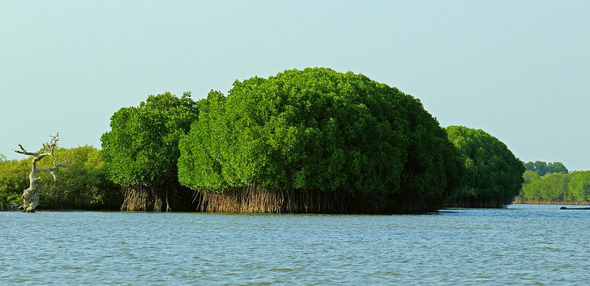 Mangroves forest in Tamil Nadu - Pichavaram