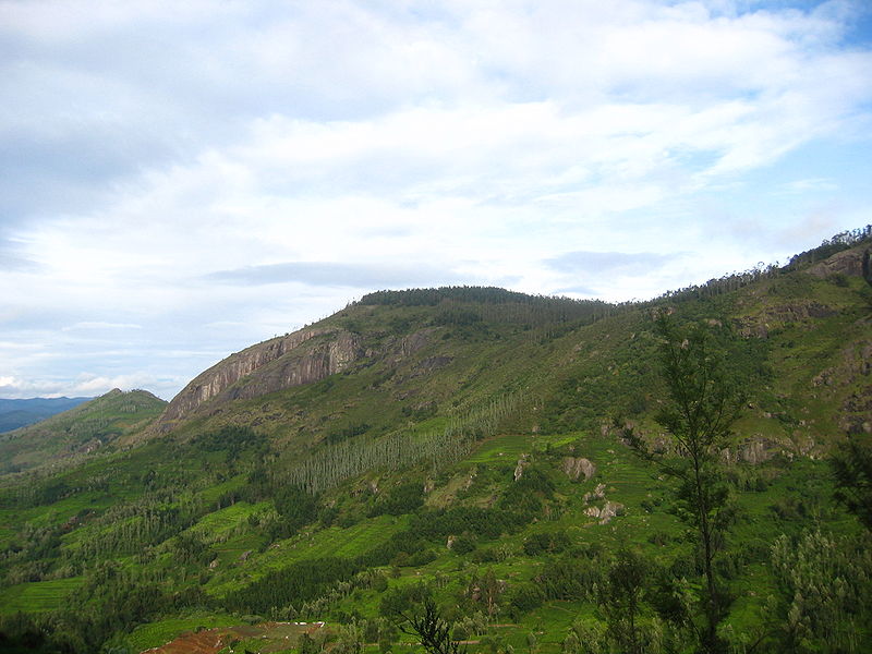  Montane Temperate Forest - Nilgiris