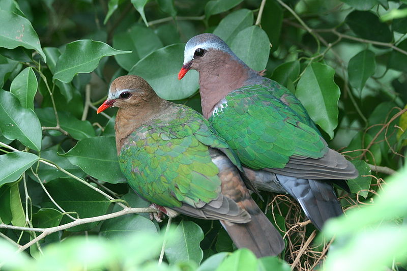Tamil Nadu State Bird is Emerald Dove