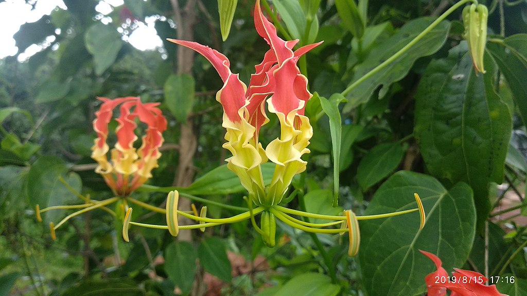 Tamil Nadu State Flower is Gloriosa Superba