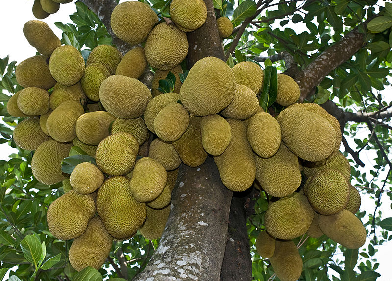 Tamil Nadu state fruit is Jackfruit