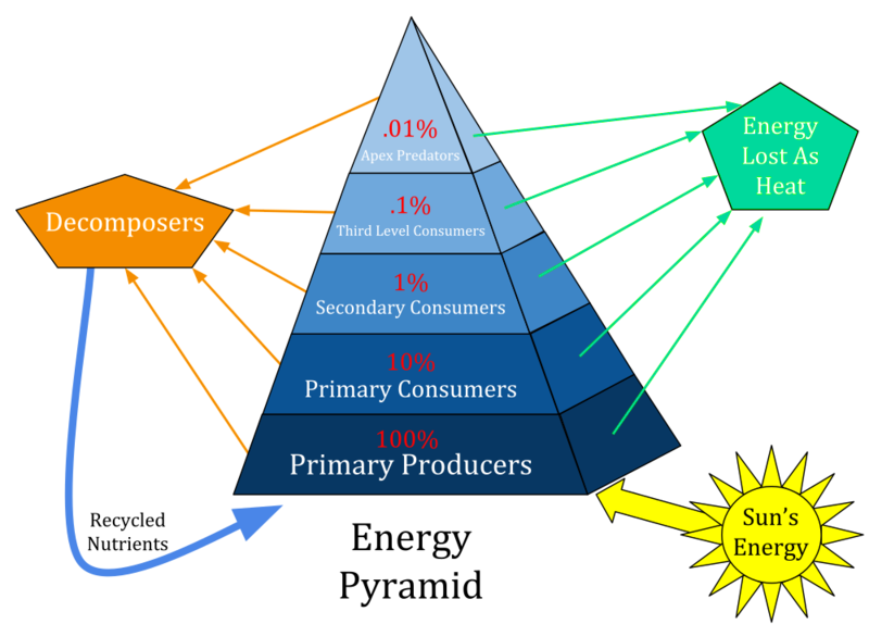Ecological Pyramid and its types Upsc