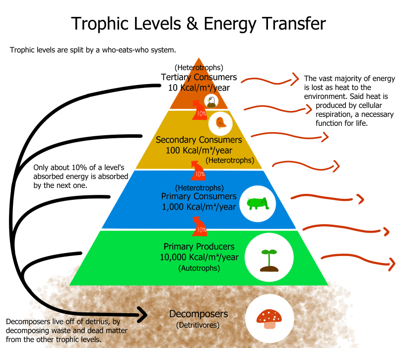 energy-flow-in-ecosystem-upsc-andedge