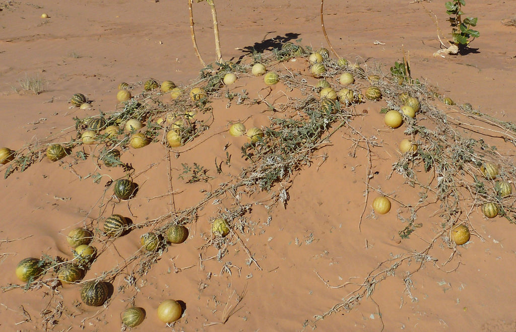 Gourd plants in deserts