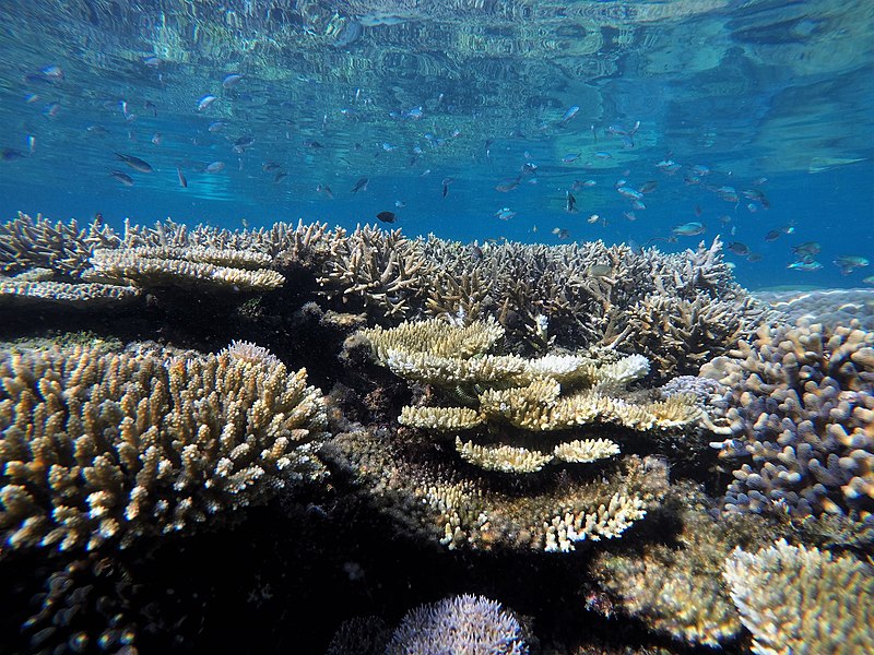 Unraveling the Mysteries of the Coral Reef Food Web