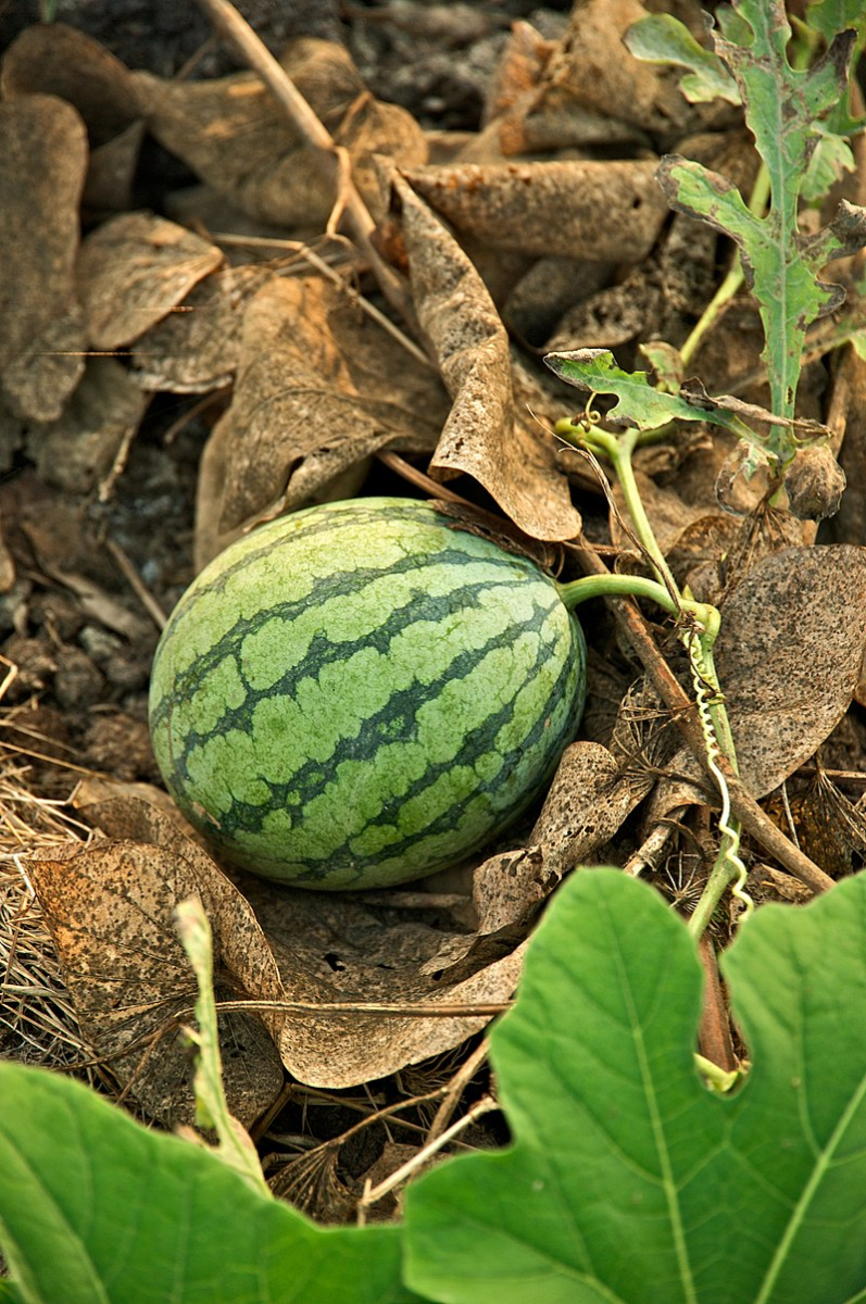 Watermelon is a seasonal fruit in tamil nadu harvested during summer season which is march to june