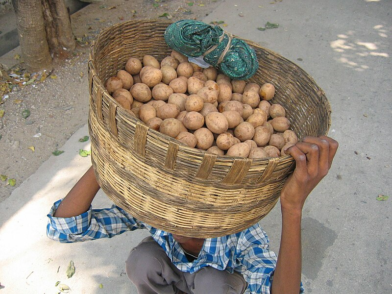 Sapota season in Tamil Nadu is from May to June and September to November.