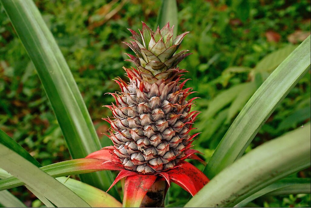 Pineapple is a popular fruit in Tamil Nadu, and it is in season from April to June and from August to October. 
