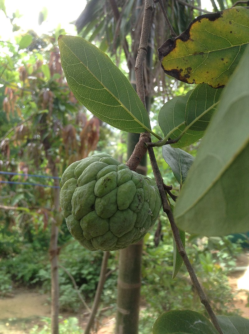 Custard apple season in Tamil Nadu is from July to September