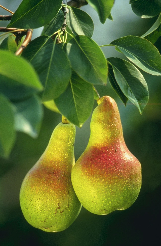 Pear season in Tamil Nadu is from June to September. 