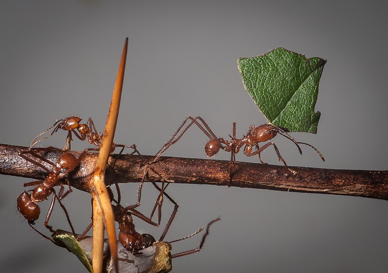 Leafcutter ants in Savanna