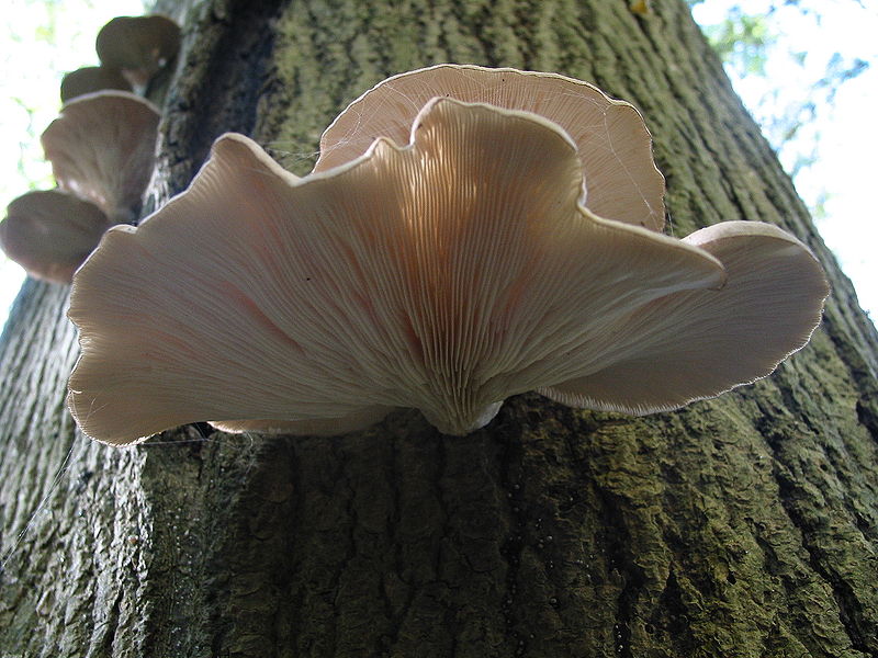 Types of fungi in the Savanna - Pleurotus ostreatus