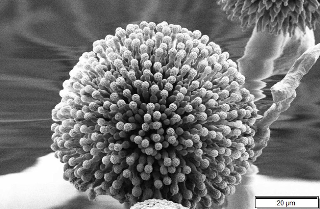 Aspergillus niger in Savanna