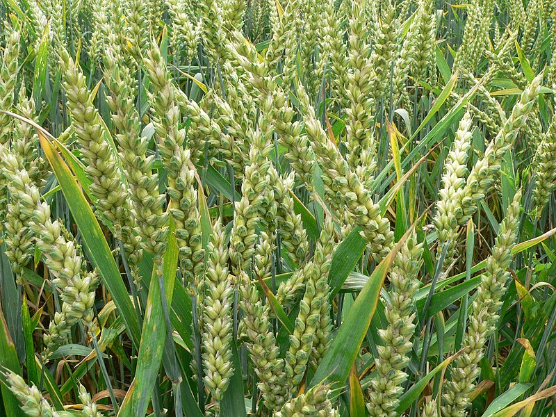 Rabi crop in India includes wheat, barley etc