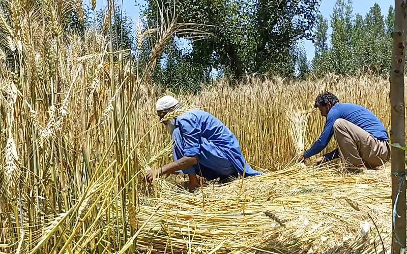 Wheat cultivation in Kashmir Region