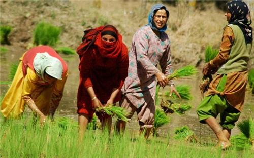 Rice Cultivation in Jammu and Kashmir