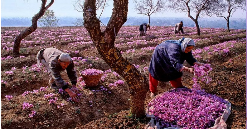 Saffron cultivation in Jammu and Kashmir