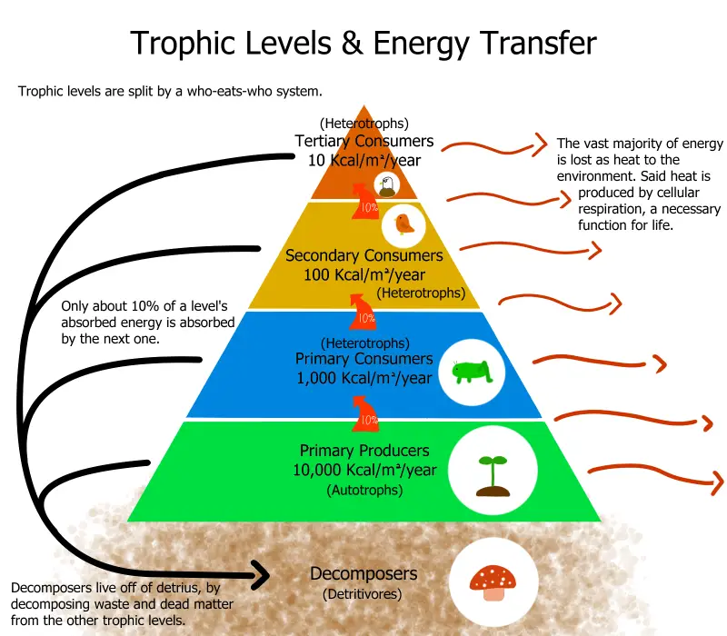 Energy flow in ecosystem Upsc