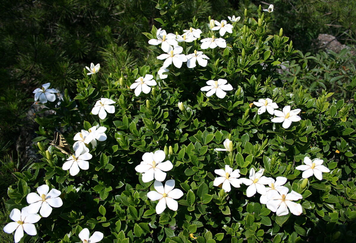 Cape jasmine flower blooming during the monsoon season in India.