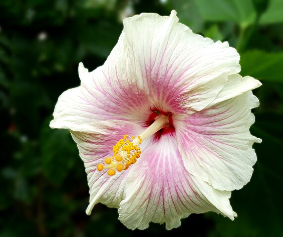 Flowers in the Monsoon Season in India