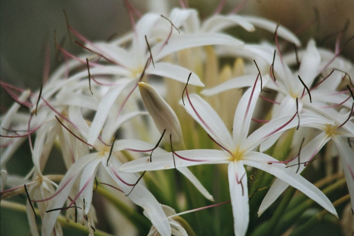 Spider lily flower blooming during the monsoon season in India.