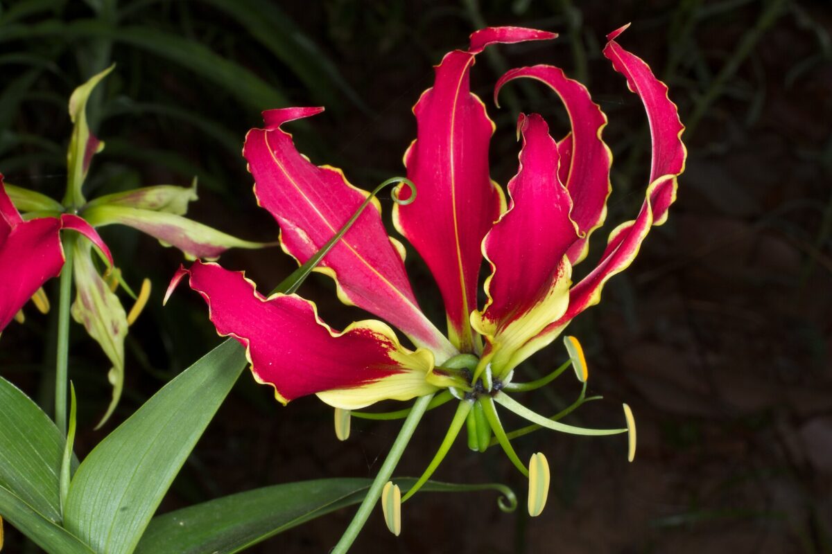 Glory lily blooming during the monsoon season in India