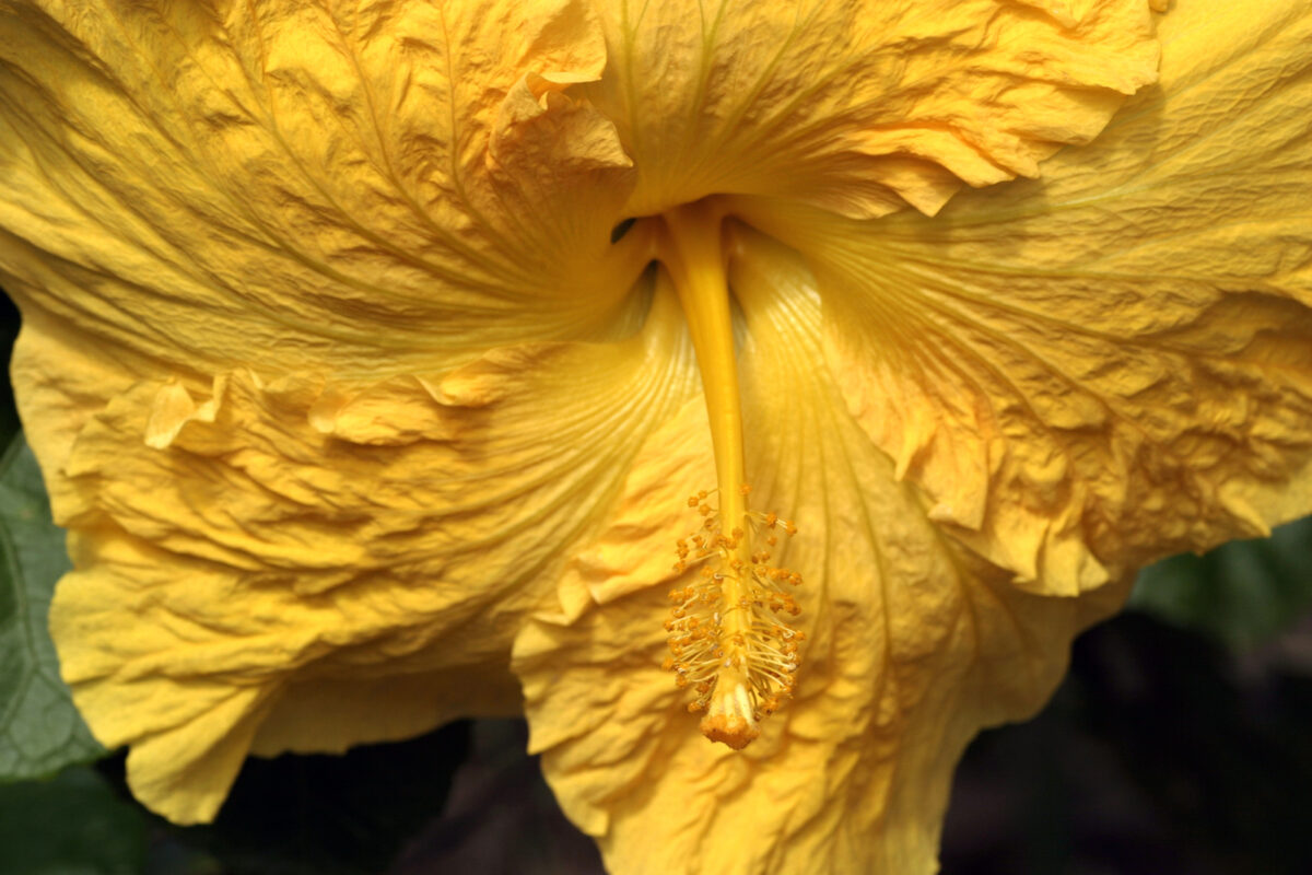 A vibrant yellow hibiscus flower in full bloom, a common sight during the Indian monsoon season.