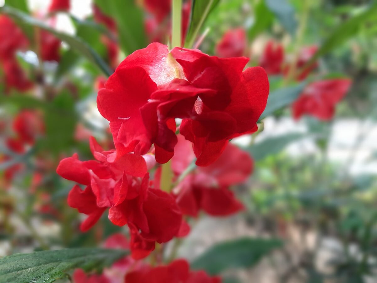 A vibrant cluster of Balsam flowers blooming amidst lush greenery in the Indian monsoon