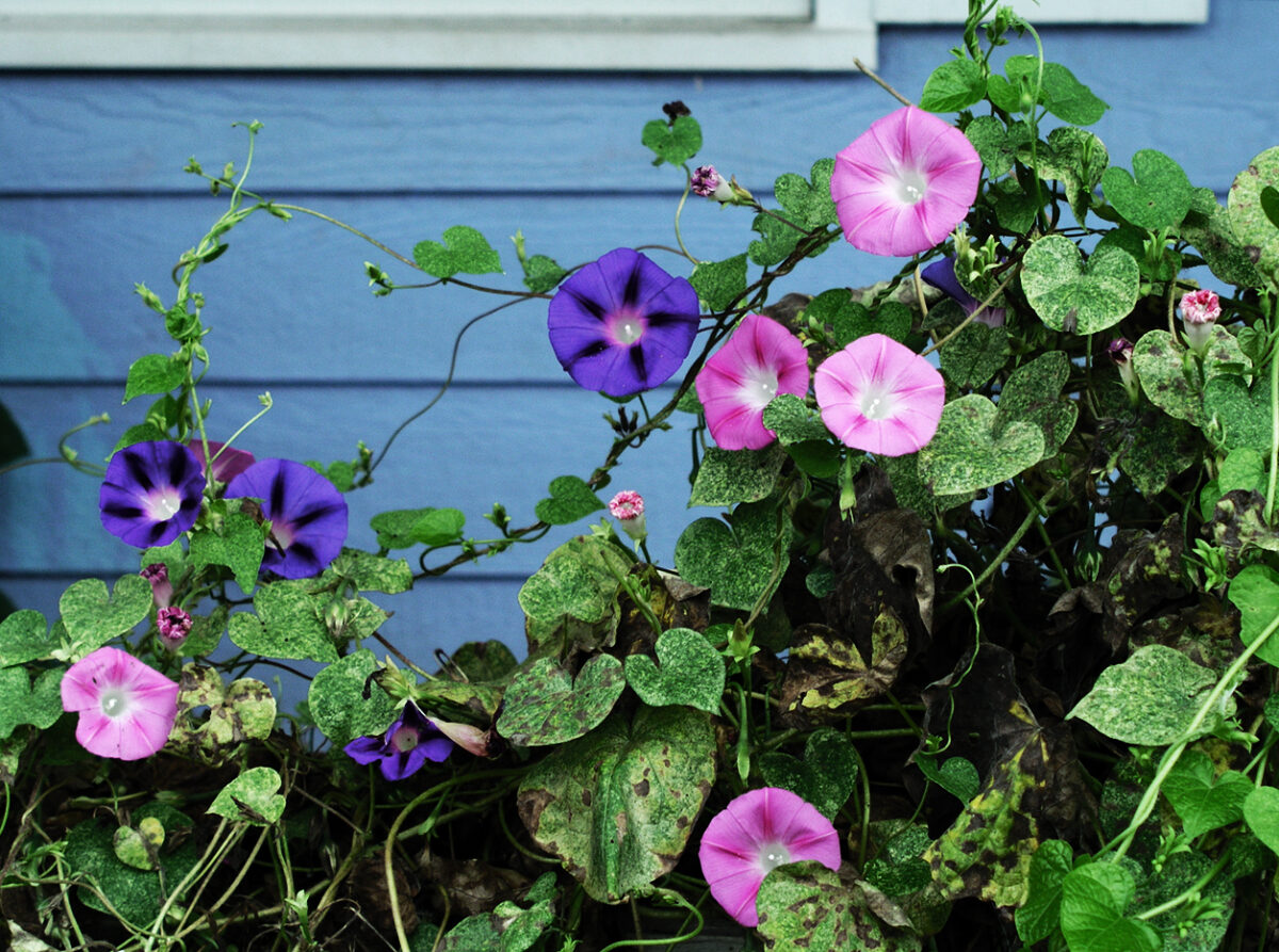 Morning glory flower blooming during the monsoon season in India.