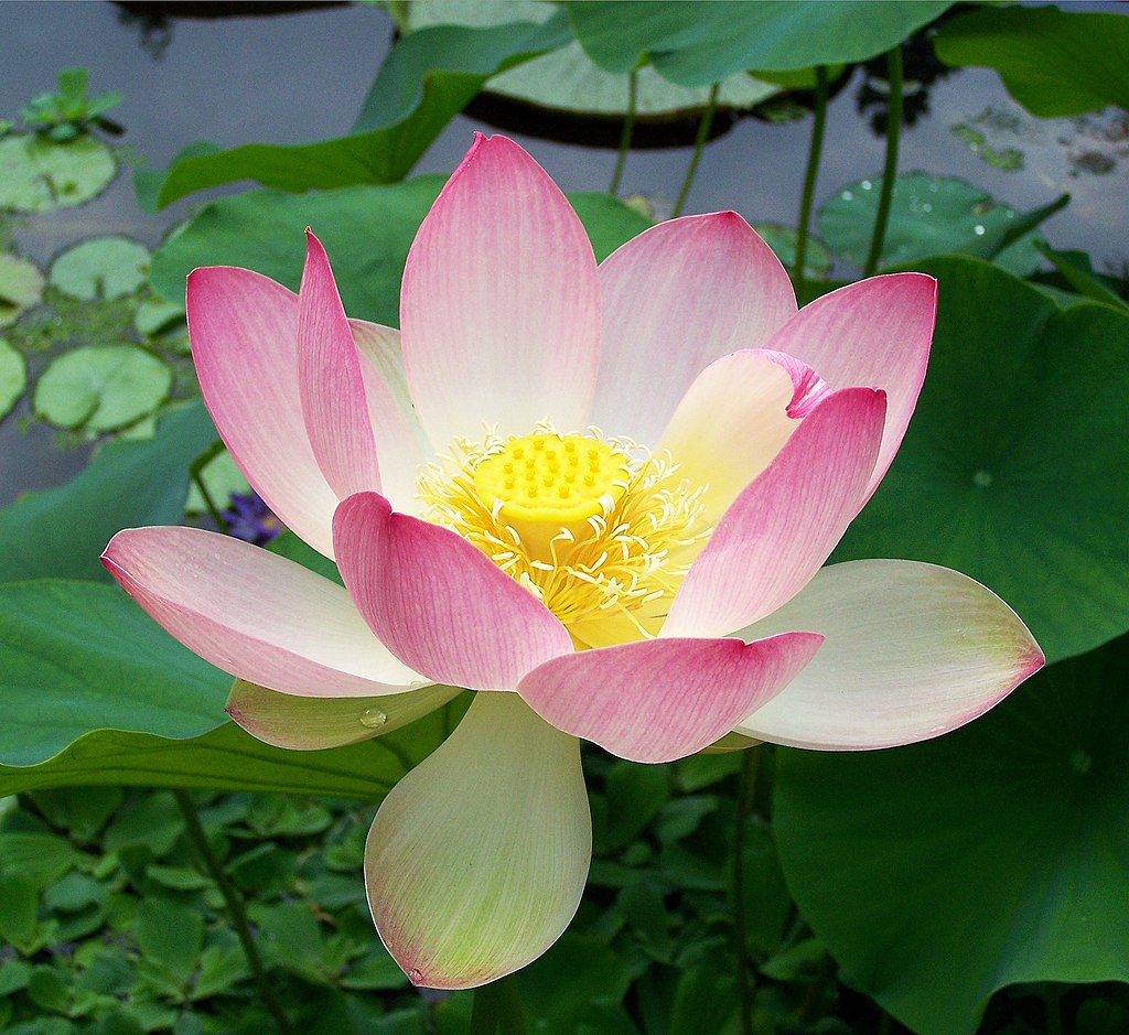 Delicate Lotus flowers emerging from the water in the Indian monsoon