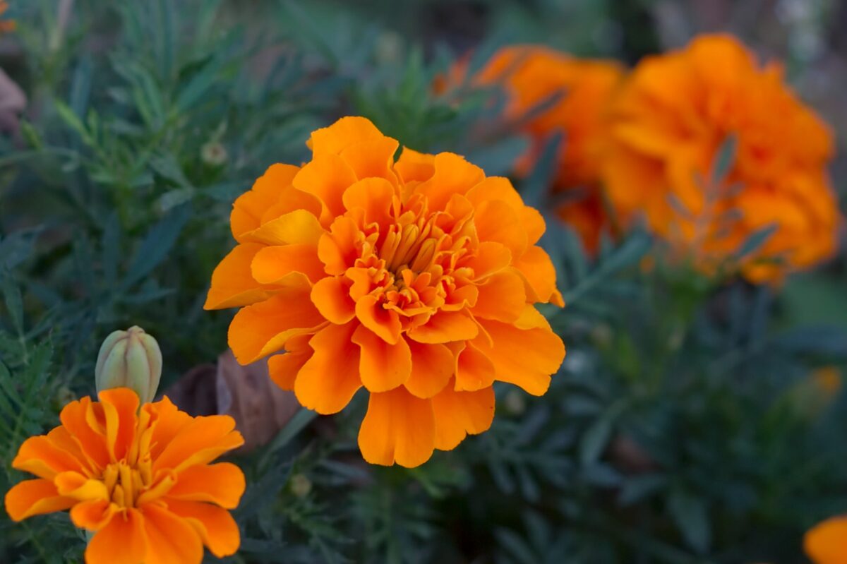 Close-up of colorful Marigolds growing in India during the monsoon season.