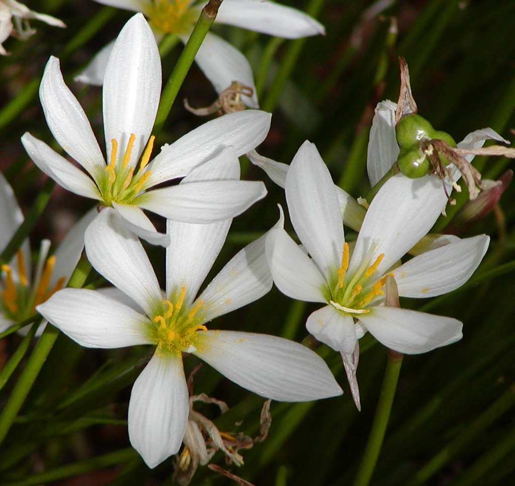 A vibrant rain lily, a gift from the monsoon, adds a touch of color to the Indian landscape.