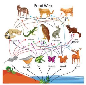 Environment and Ecology - Food chain and Food Web